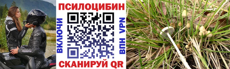 купить наркотики цена  OMG зеркало  Псилоцибиновые грибы Cubensis  Канск 
